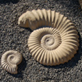 Cast Stone Fossil Sculptures