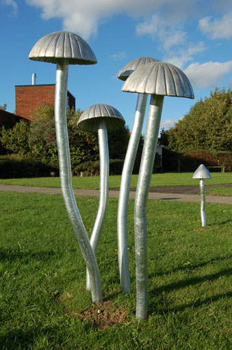 Round Top Toadstools