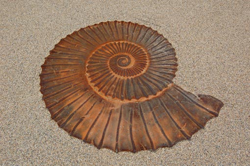 Giant Ammonite Floor Feature - Cast Iron Giant Ammonite Floor Feature - Cast Iron