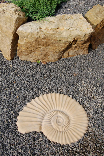 Ammonite Fossil Stepping Stone Ammonite Fossil Stepping Stone